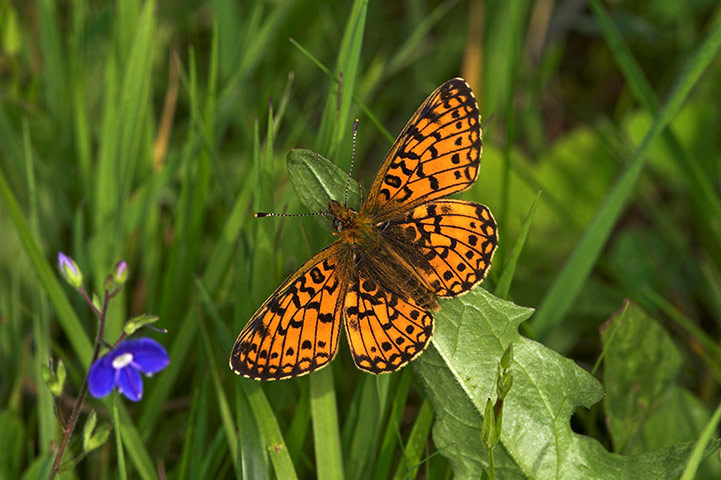 Week in wildlife: Cold weather delays butterfly season