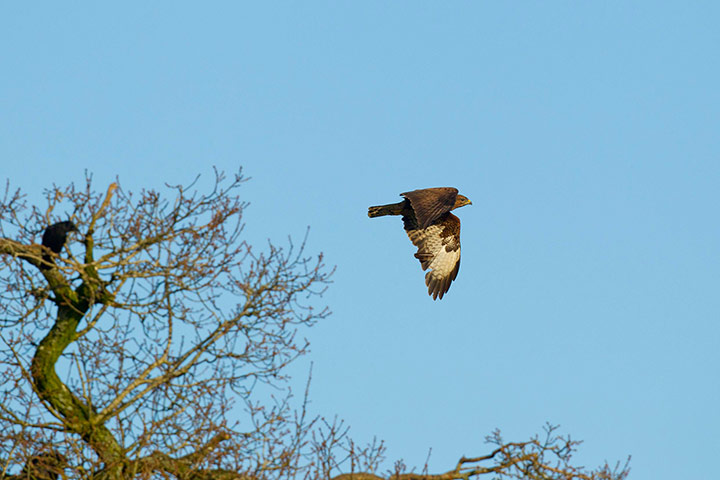 Week in wildlife: Buzzard Buteo buteo