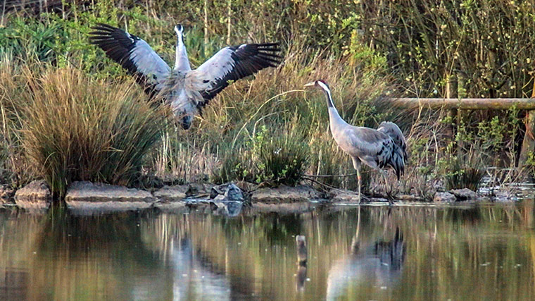 Week in wildlife: Pair crane