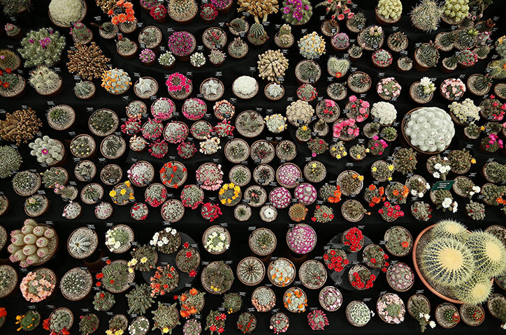 20 Photos: Chelsea Flower Show 2013 - Press Day