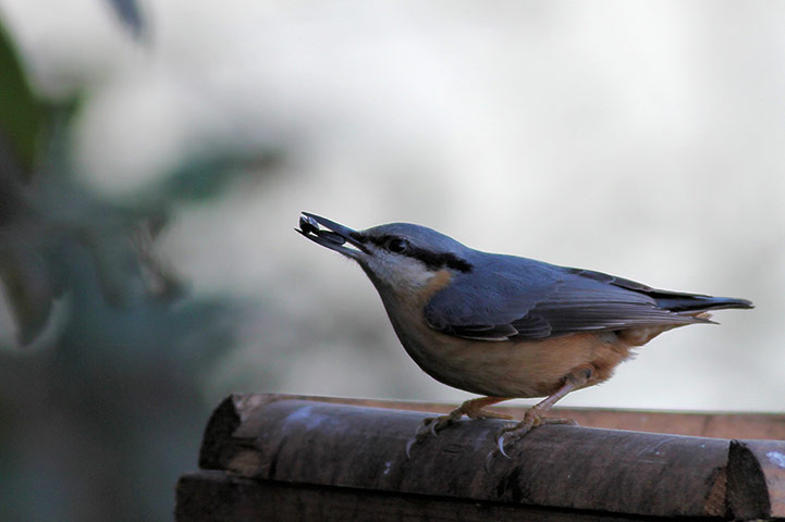 Your Pictures - Sowing: bird with seeds in its mouth