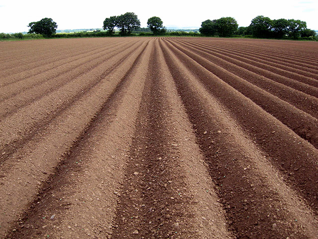 Your Pictures - Sowing: view of a potato field 