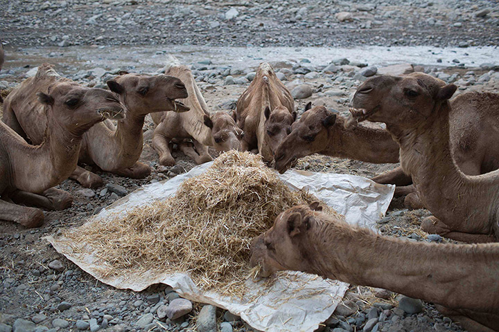 FTA: Siegfried Modola : Camels from the caravan eat dried grass
