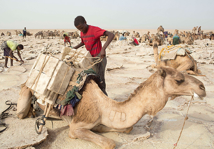 FTA: Siegfried Modola : A worker loads a camel with slabs of salt 