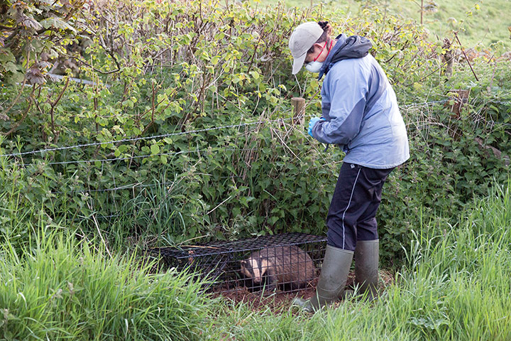 Tracking badgers: using electronic collar, in Cornwall