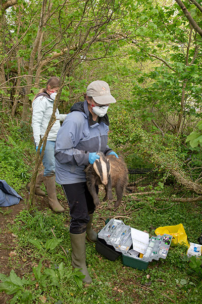 Tracking badgers: using electronic collar, in Cornwall