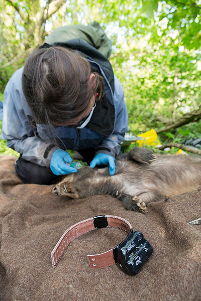 Tracking badgers: using electronic collar, in Cornwall