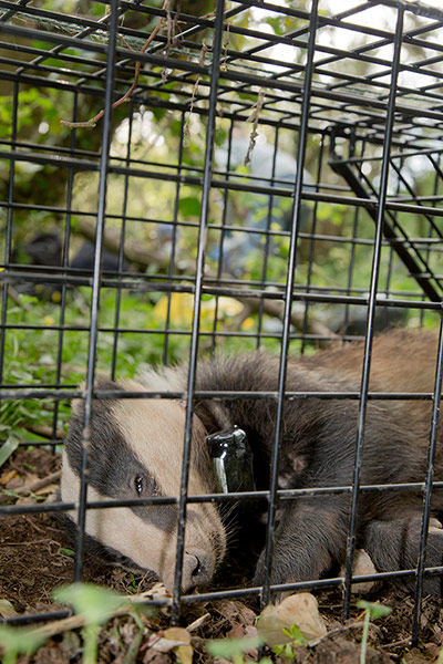Tracking badgers: using electronic collar, in Cornwall