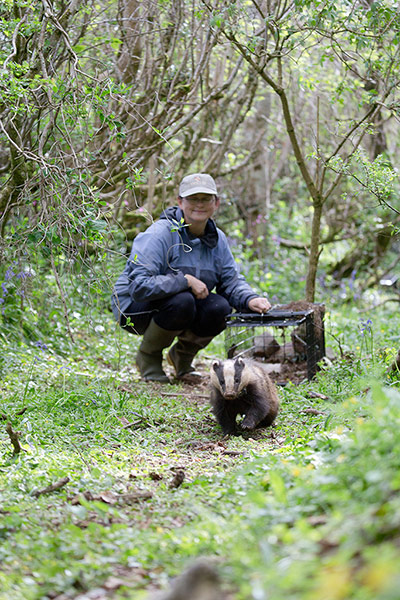 Tracking badgers: using electronic collar, in Cornwall