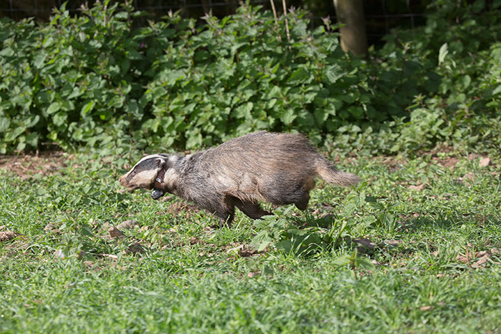 Tracking badgers: using electronic collar, in Cornwall