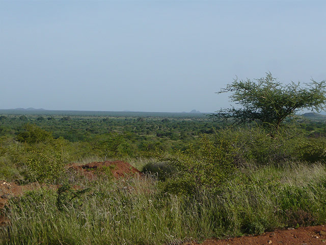 Karamoja's gold rush