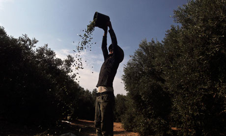 Palestinian people harvesting olives in central Gaza Strip