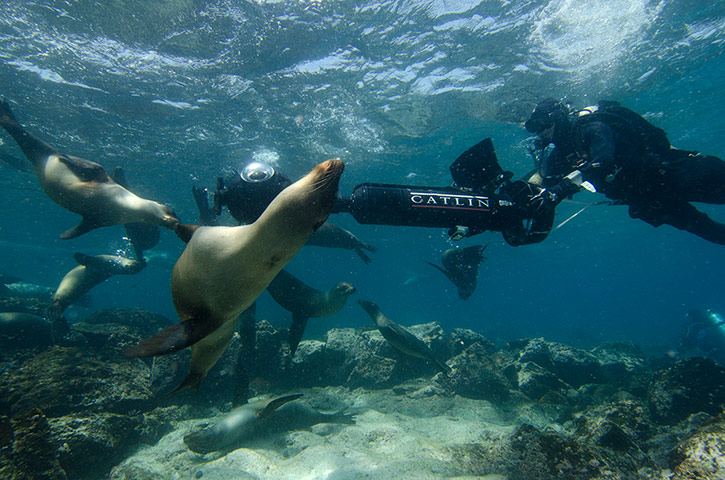 Galapagos island: Catlin Seaview Survey underwater