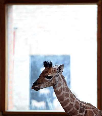 Week in wildlife: A one-week young baby giraffe is picture