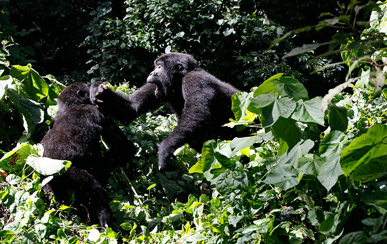 Week in wildlife: Endangered mountain gorillas