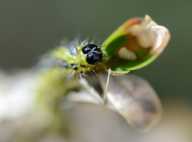 Week in wildlife: Box Tree Moth in Freiburg