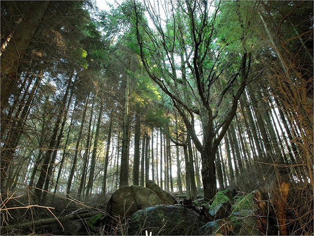 Week in wildlife: HLF funding announced