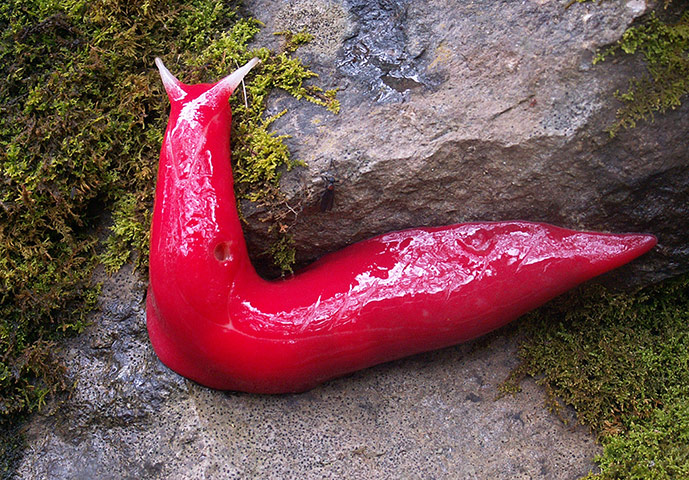 Week in wildlife: Giant fluorescent pink slug