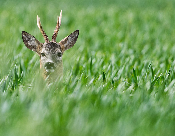 Week in wildlife: A roebuck 