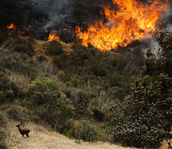 Week in wildlife: A deer runs away from flames as a raging brush fire in Camarillo