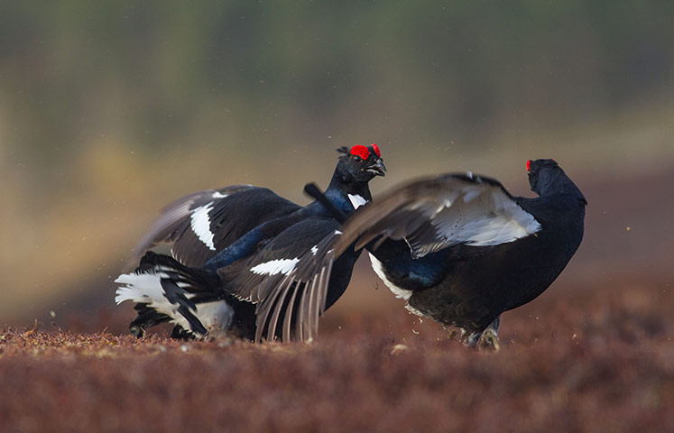 Week in wildlife: Black Grouse in the Cairngorms National Park, Scotland 