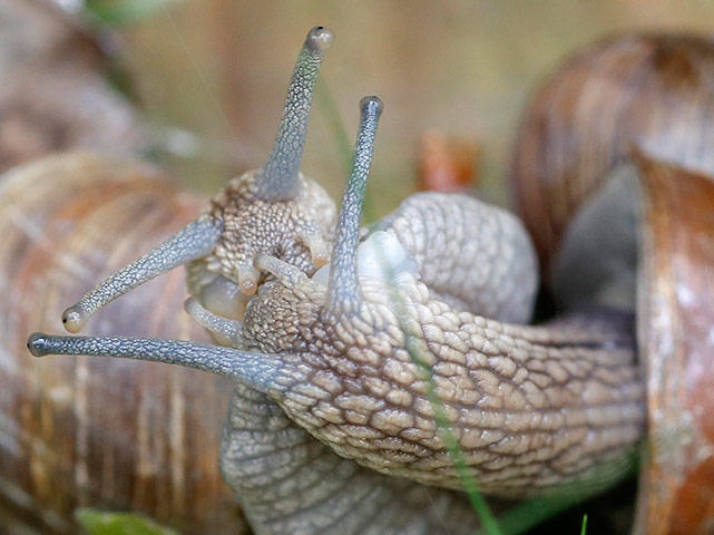 Week in wildlife: Two Roman snails interact in a garden on a sunny spring day in Vienna