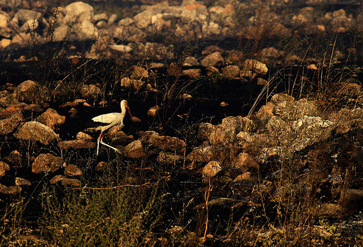 Week in wildlife: A stork walks on ground that was burnt during a wildfire in southern Israel