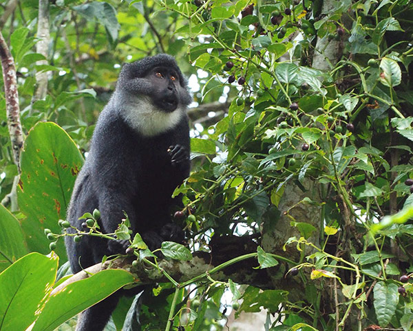 Week in wildlife: Cercopithecus preussi 