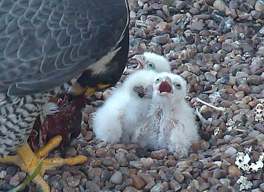 Week in wildlife: Three peregrine falcon chicks