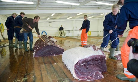 Icelandic whalers cut up a fin whale on board a boat owned by Hvalur which exports the meat to Japan