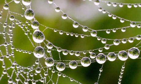 water on spider web