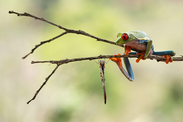 20 Photos: a tree frog eyes its prey on a branch of tree in Costa Rica