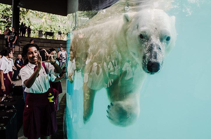 20 Photos: the launch of Frozen Tundra at Singapore zoo