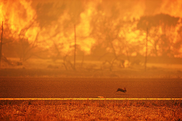 California wildfire: A rabbit runs from a wildfire