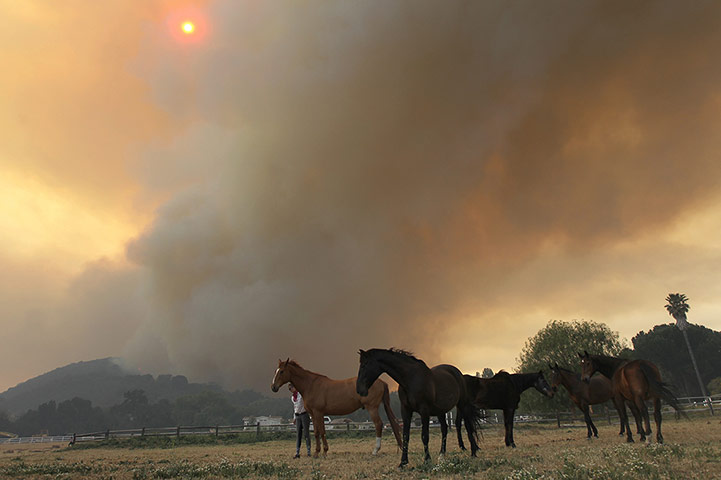 California wildfire: Horses stand while a main fire front approaches