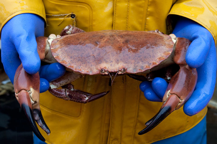 Shetland brown crab