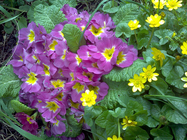 Delayed Spring: Delayed Spring