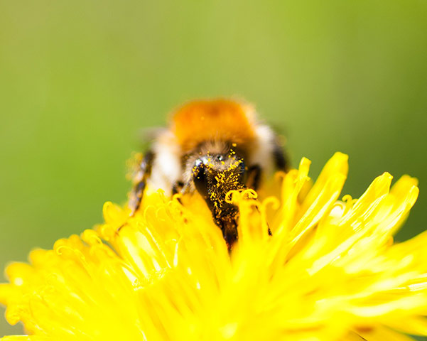 Delayed Spring: Delayed Spring