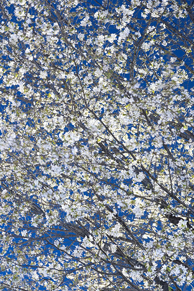 Delayed Spring: Delayed Spring