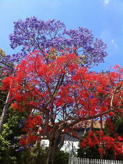 Delayed Spring: Delayed Spring