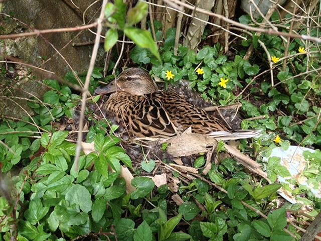 Delayed Spring: Delayed Spring