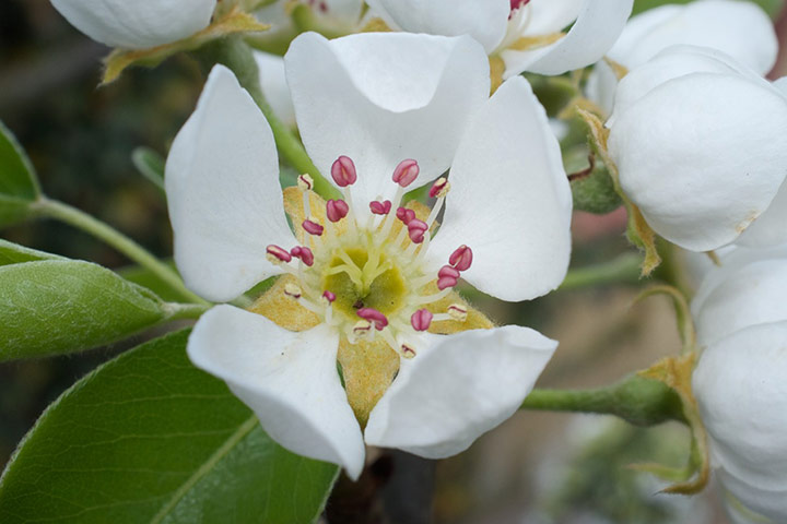 Delayed Spring: Delayed Spring