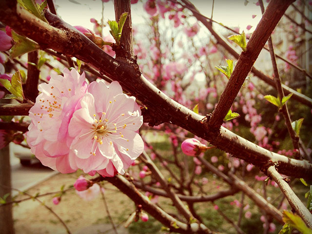 Delayed Spring: Delayed Spring