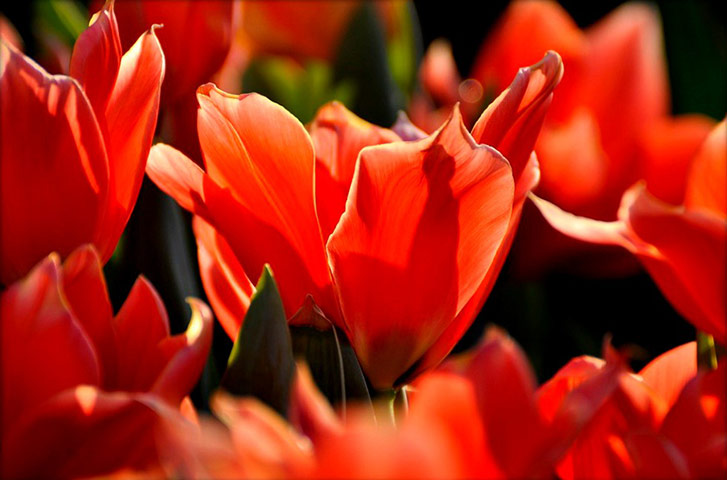 Delayed Spring: Delayed Spring