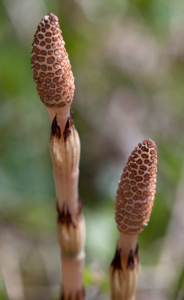 Delayed Spring: Delayed Spring