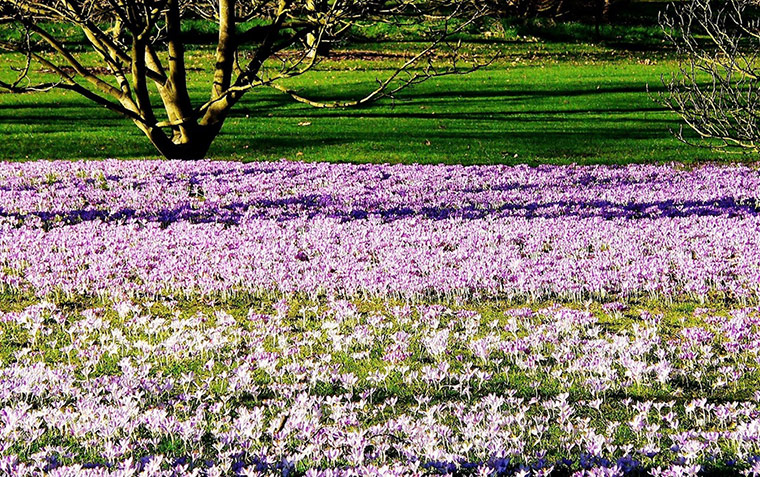 Delayed Spring: Delayed Spring