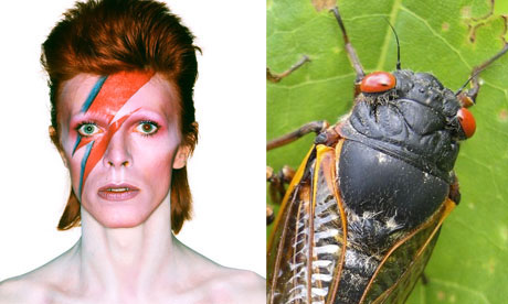 cicada david bowie