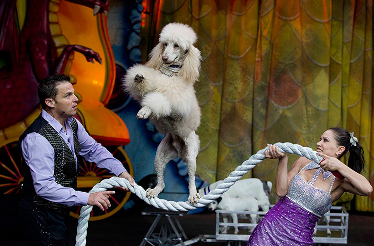 20 Photos: circus performer Hans Klose and his wife hold a rope for their performing dog
