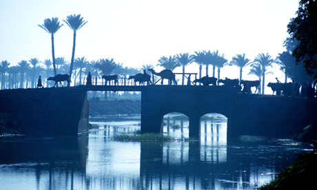 Cattle and camels cross a bridge over the river Nile in Egypt