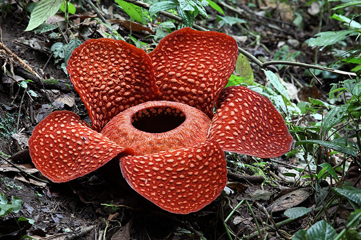 Thailand 12 must-see: Spot wild flowers in Khao Sok national park